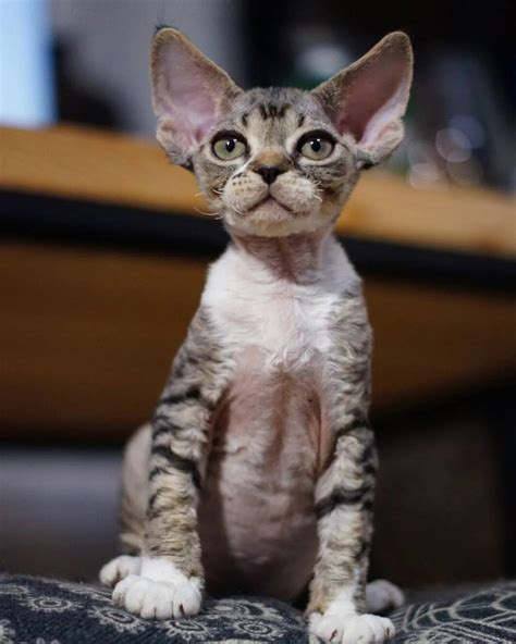 Top 3 Reviewed Devon Rex Cat Breeders In Michigan 2023 Best Devon Rex