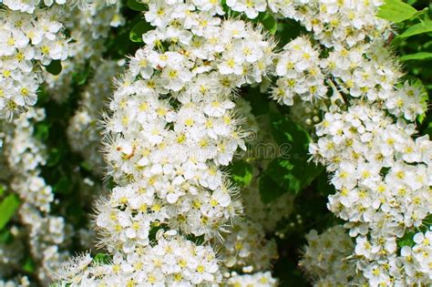 La spirea è un arbusto che non presenta particolari difficoltà di coltivazione, ma che nella bella stagione regala delle meravigliose fioriture. Spiraea Con I Piccoli Fiori Bianchi La Filipendula ...