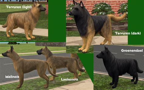 Mod The Sims Five Belgian Shepherd Dogs