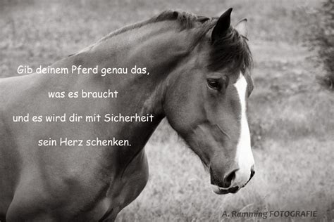 Des sc freiburg und des hsv). Geburtstag Spruch Pferd | Eliso Tabagari