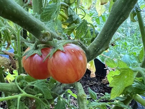 Tropical Sunset Tomato Seeds Organic Tims Tomatoes