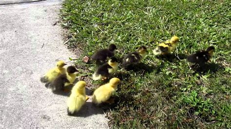 New Born Baby Ducks And Mother Ducks Youtube