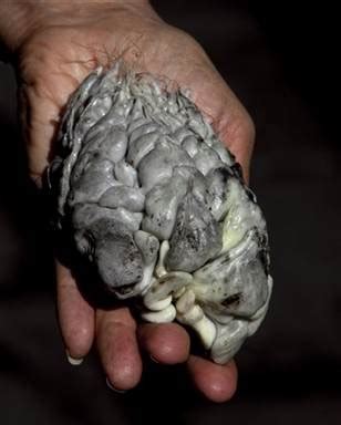 Black piedra is a cousin to white piedra. Corn smut? Tastes great and good for you, too - Health ...