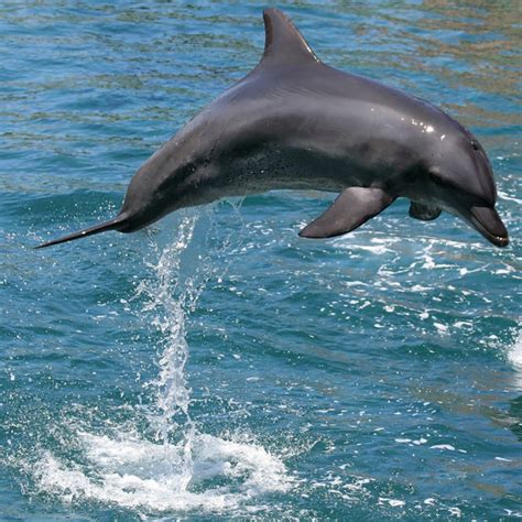 Dolphin Watching Holidays Including Orca And Bottlenose Dolphins