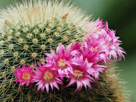 Mammillaria Cactus Seed Mix Cactus Kingdom Cacti And Succulents