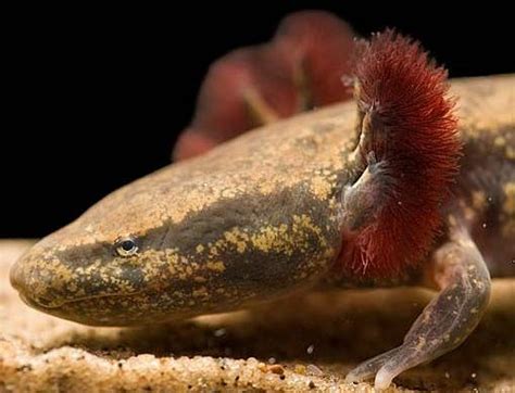 Mudpuppies Waterdogs Dont Bark Amphibians Reptiles Reptiles And