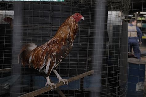More Than 500 Roosters Rescued As Police Investigate Cockfighting Ring