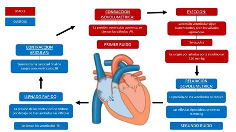 Fisiolog A B Sica De Alejandra Sandoval Ciclo Cardiaco The Best