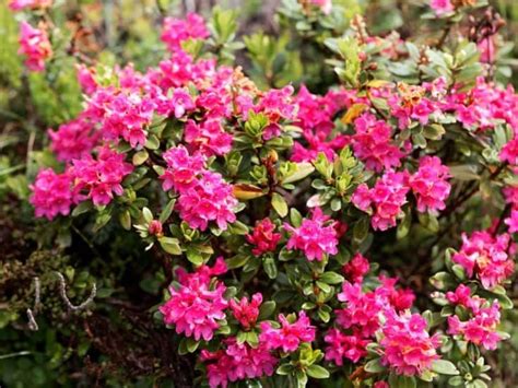 Small Flowering Shrubs Adding Beauty And Charm To Your Garden