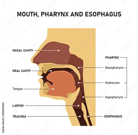 Mouth Pharynx And Esophagus Stock Vector Adobe Stock