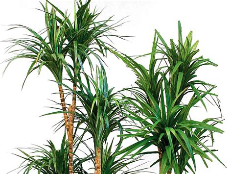 Esempi di piante grasse alte. Piante per principianti: Dracena marginata | FloraBlog