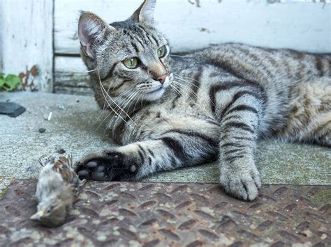 Why House Cats Are Gods Perfect Little Killing Machines Npr