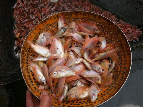 Ikan Nila Merah