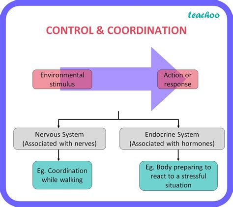 Biology What Is Control And Coordination Class 10 Teachoo