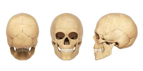 Anatomy Illustration Of A Human Skull Stock Illustration - Illustration ...