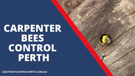 Carpenter Bees Control Easy Pest Control