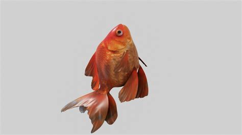 3d Model Goldfish Animation Vr Ar Low Poly Cgtrader
