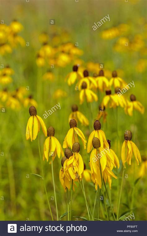 Pinnate Prairie High Resolution Stock Photography And Images Alamy