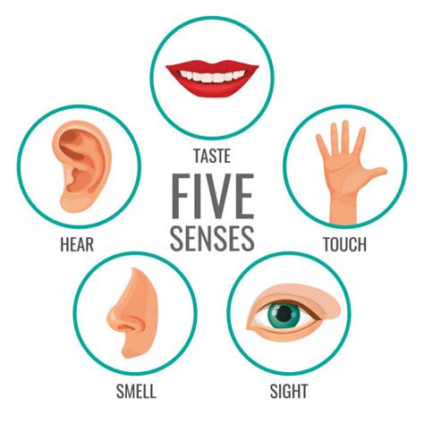 Five Senses Illustrations Royalty Free Vector Graphics And Clip Art Istock