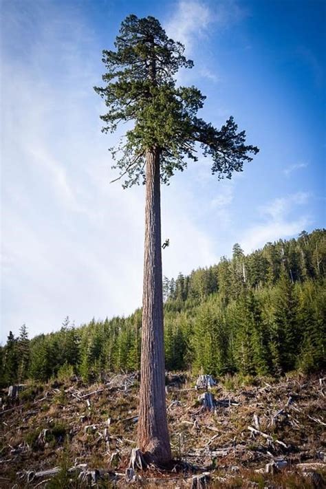 Dozens of B.C.'s largest old-growth trees now on the protection list ...