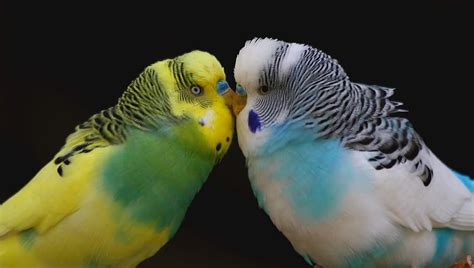 Budgie Smooch Love Together Togetherness Whisper Sweet Nothings