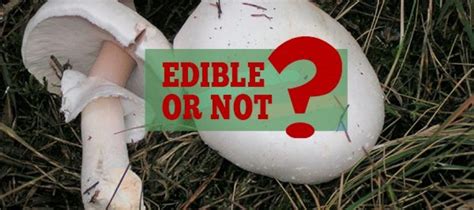 Edible And Non Edible Mushrooms You Find In Forests Ask