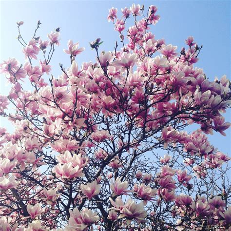 Fotos Gratis árbol Rama Pétalo Florecer Primavera Produce