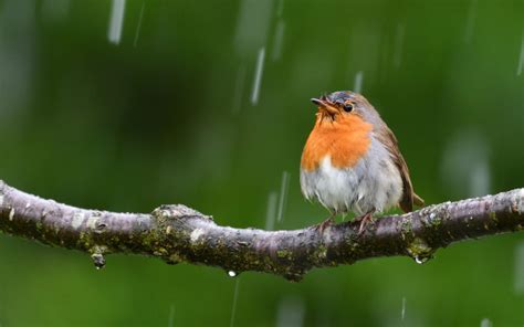 Can Birds Fly In The Rain Wonderopolis