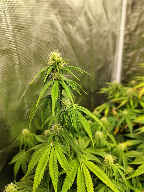 Kein Richtiges Bud Development Grow Question By Squirtle42 Growdiaries
