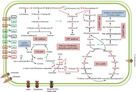 Schematic Overview Of Important Kegg Metabolic Pathways In Bacteroids