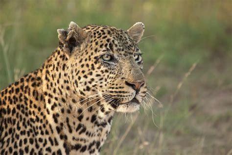 The Week In Pictures 168 Londolozi Blog
