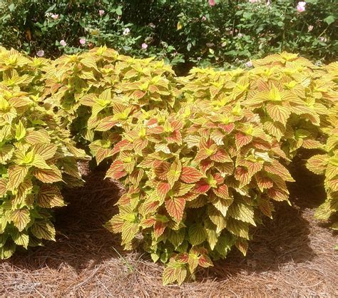 Sun Coleus Ornamental Plant Of The Week For June 1 2015
