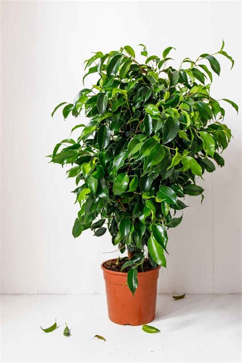 Ficus Benjamina Weeping Fig The Contented Plant