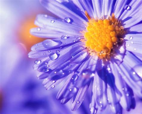 How to fertilize a bermuda grass lawn. How to grow English Daisies