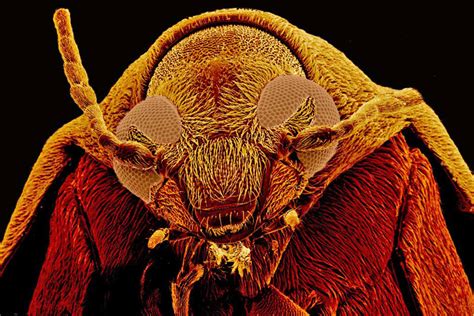 Microscopic Monsters Gallery Of Ugly Bugs Live Science