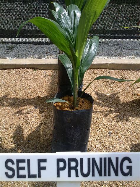 No fewer than 70 agriculture extension officers have been trained on best practice to oil palm nursery management to boost the produce in delta, says commissioner for agriculture and natural resources. Palm Nursery ~ Best Of Oil Palm Investment Resources