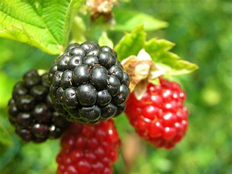 Blackberries Free Photo Download Freeimages
