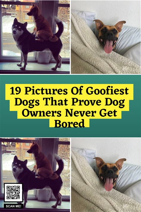 19 Pictures Of Goofiest Dogs That Prove Dog Owners Never Get Bored