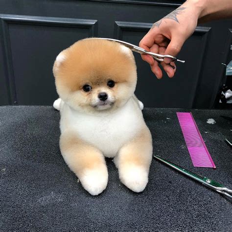 There should be no straight lines and no clean cuts in this haircut, just a lot of layers and a lot of texture. Awkward Trend: Round Dog Haircuts