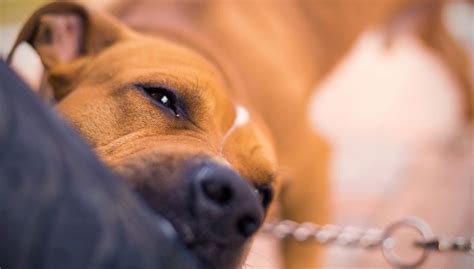 Us Statistics On Dog Bites 2021 19 Breeds Compared