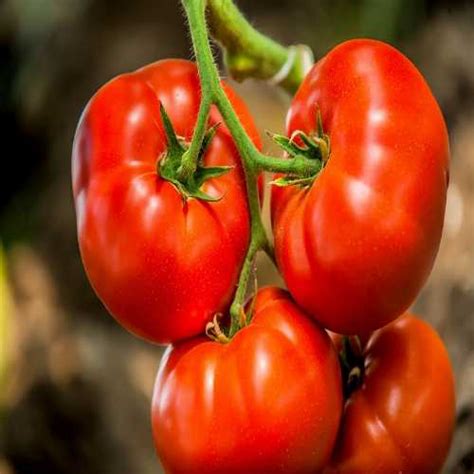 Tomato Heirloom Marglobe Seeds Buy Vegetable Seeds Online At Best