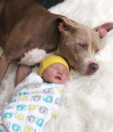 Bandbs Jacqueline Macinnes Wood Insists Her Baby And Pit Bull Get Along