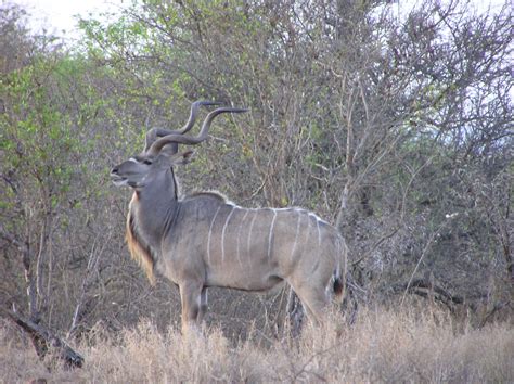 Animals Pictures Kudu