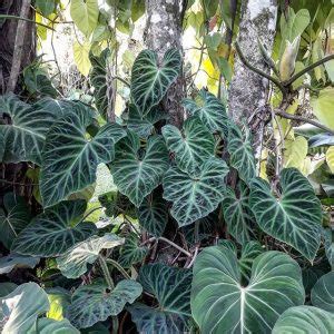 One of the unusual facts about cacti is that they are found in various sizes, ranging from 1 cm to 20 m in height. Interesting facts about Philodendron Verrucosum plant ...