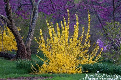 Spring flowers wallpaper flower wallpaper pretty in pink pink flowers beautiful flowers vintage flowers bouquet pink blossom mellow yellow. forsythia and spotlight | Forsythia 'Winterthur', yellow ...