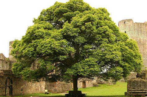 The Linden Tree: Linden is a tree. The dried flower,leaves, and wood are used for medicine ...