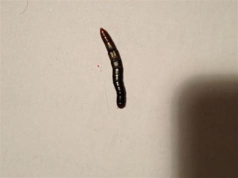 Raupen in der wohnung ditulis oleh stefanie schultz. Käfer/Wurm/Raupe in der Wohnung. Undefinierbar ...