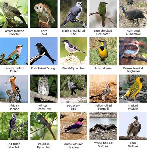 Birds Pic With Names