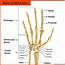 Wrist Joint AnatomyBones Movements Ligaments Tendons  Abduction