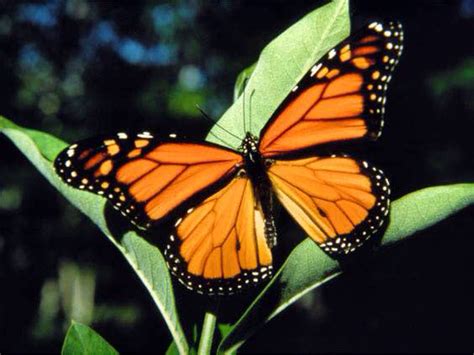 They are a very old group of insect and some of the oldest fossils of butterflies date from around 56 million years ago. luthfiannisahay: Butterfly Meaning Orange And Black